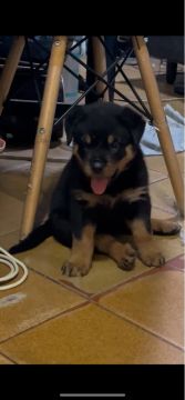 Filhote Rottweiler - Adorável e Brincalhão