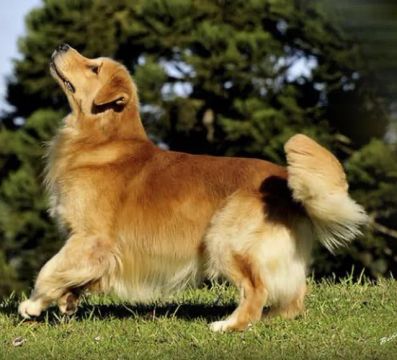 Golden filhote macho preço de oportunidade 