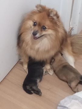 Pomeranian com filhotes
