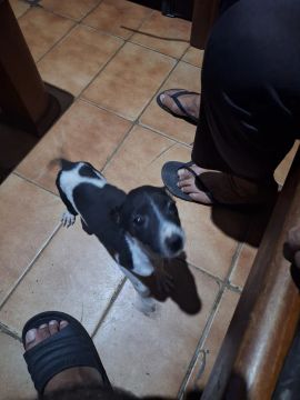 Filhote de cachorro disponível para adoção