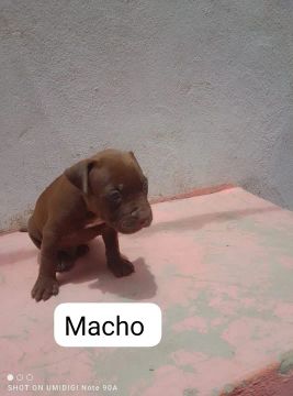 Filhotes de Pitbull pra vender no precinho 