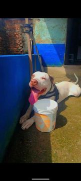 Pitbull monster procurando uma namorada 