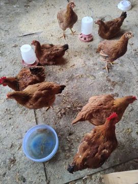 Frangos de raça pura para venda!