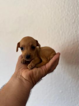 Pinscher Mini 