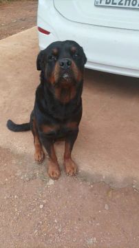 Filhotes de rottweiler mestiço 