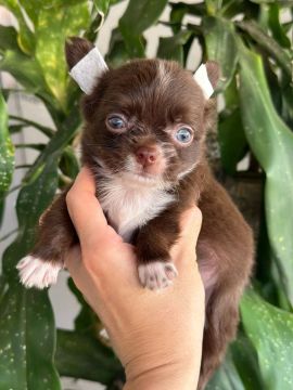 Chihuahua de Chocolate - Fofo e Brincalhão!! Pelagem Longa Pronta Entrega. 