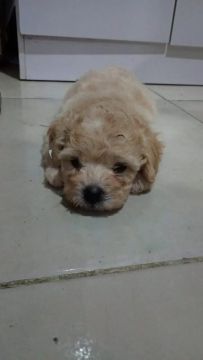 Filhote de Poodle com Shitzu 