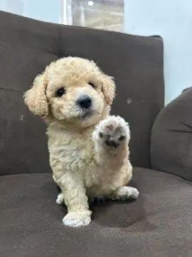 Filhote de Poodle