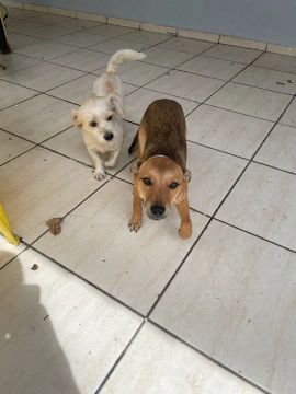 Doa-se cachorra  Blue Heller com caramelo fêmea 9 meses 