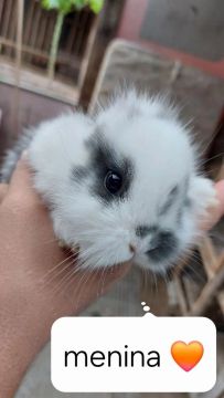 Coelha Mini Lion Head Pandaaa sensacional 