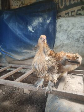 Frango caipira frisados c/ brahma