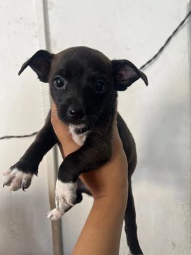 Casal de Pinscher n2