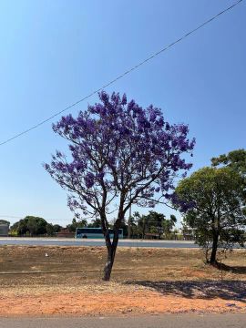 Muda de Jacarandá Roxo