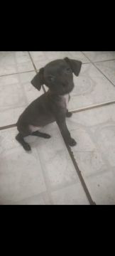 Filhote de cachorro