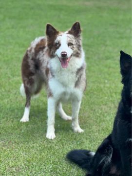 Border collie fêmea para cruza 