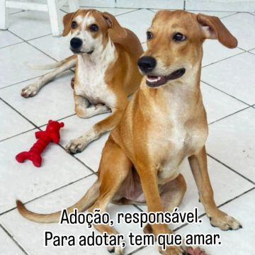 Dois cães para adoção responsável