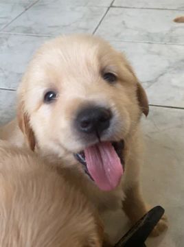 Filhotes de Golden Retriever disponíveis 
