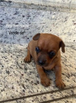 Pinscher Macho - Filhote