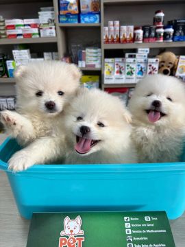 Filhote macho Spitz 