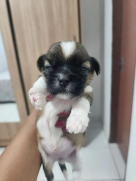 Shih tzu Puros