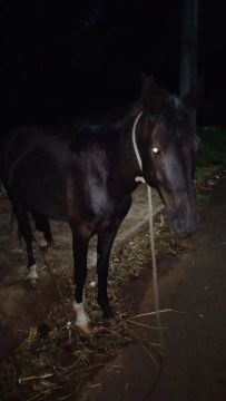 Cavalo preto para venda
