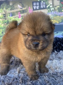 Chow chow