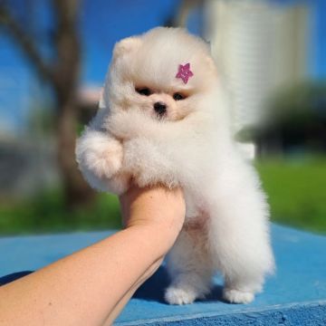 Os menores da Olx (Ursinhos)Lulu da Pomerânia 