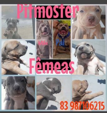 Filhotes FÊMEAS DE PITMOSTER. não é Pitbull. 