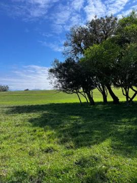 Campo para pecuária em Taquara RS