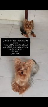 Yorkshire Terrier Micro - Macho e Fêmea