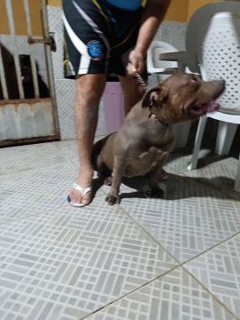 Vendo cadela Pitmonster fêmea 