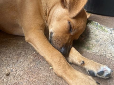 Doação pincher com vira lata