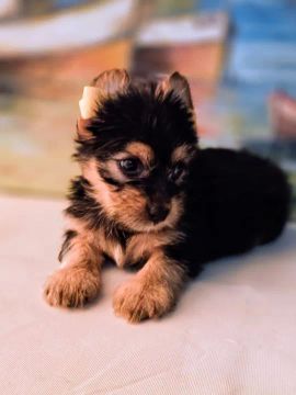 Yorkshire Terrier Filhote mini macho com primeira vacina importada 