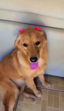 Golden Retriever Fêmea e macho