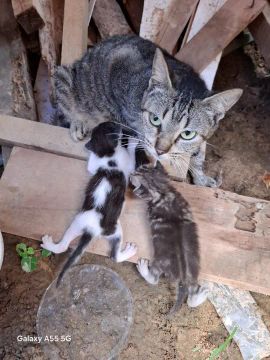 Doação de gatinhos