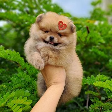 Ursinhas Laranjas Perfeitas Lulu da Pomerânia