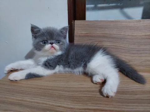Filhote de Gato Persa Exóticos Macho Disponível