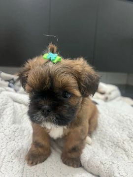 Filhote Shih Tzu Fêmea