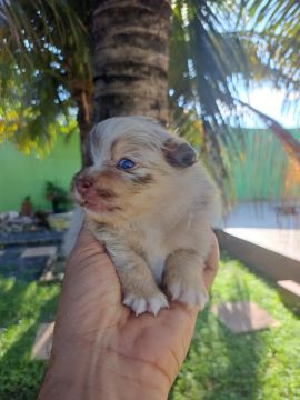 Venda de filhotes spitz alemão 