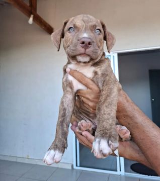 Filhote de Pitbull