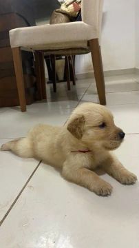 Filhote Golden Retriever
