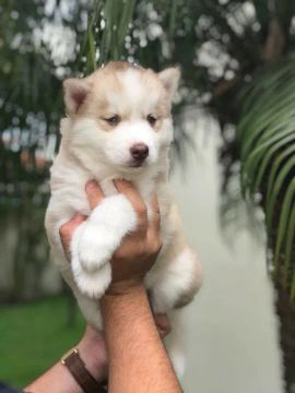 Husky Siberiano macho com 58 dias-Dani