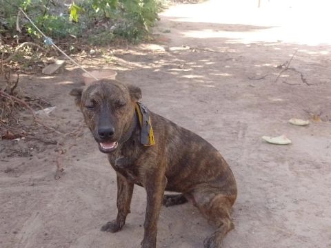Cachorro  carinhoso para adoção