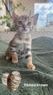 Filhotes de gato bengal 