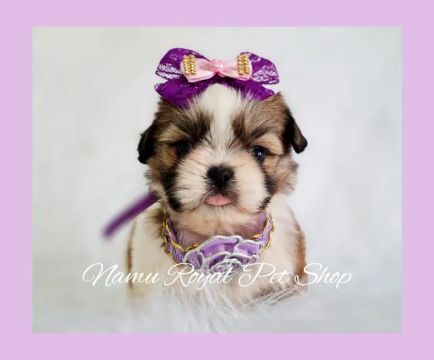 Filhote de Shih Tzu fêmea , venha buscar a sua 