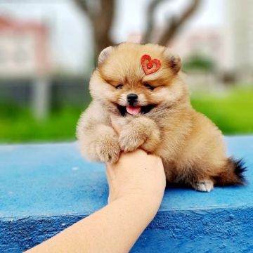 Ursinhas Laranjas Perfeitas Lulu da Pomerânia