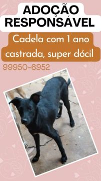 Cachorra SRD para adoção responsável