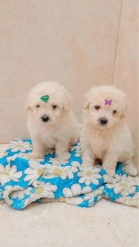 Bebês poodle toy pequenos 