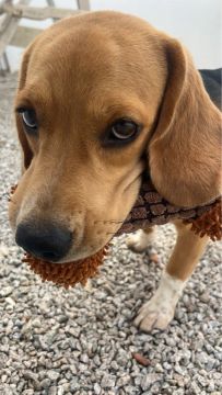 Beagle macho procurando uma namorada ? 