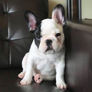 Bulldog Francês filhotes de 45 a 60 dias, a pronta entrega